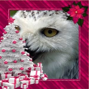 Meet your Posher, Pat